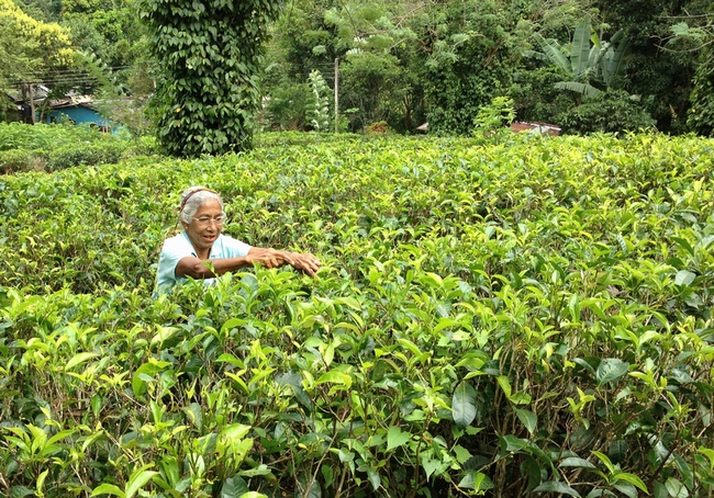 ギラガマ紅茶農園（GERAGAMA TEA FACTORY）の茶園