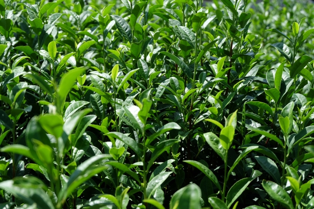 中国の茶畑