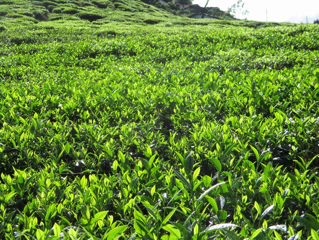 ヌワラエリア茶畑は茶の木が生き生きとしている。