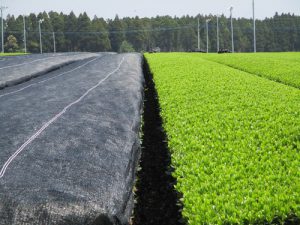 左:被覆した茶畑 右:露地栽培の茶畑