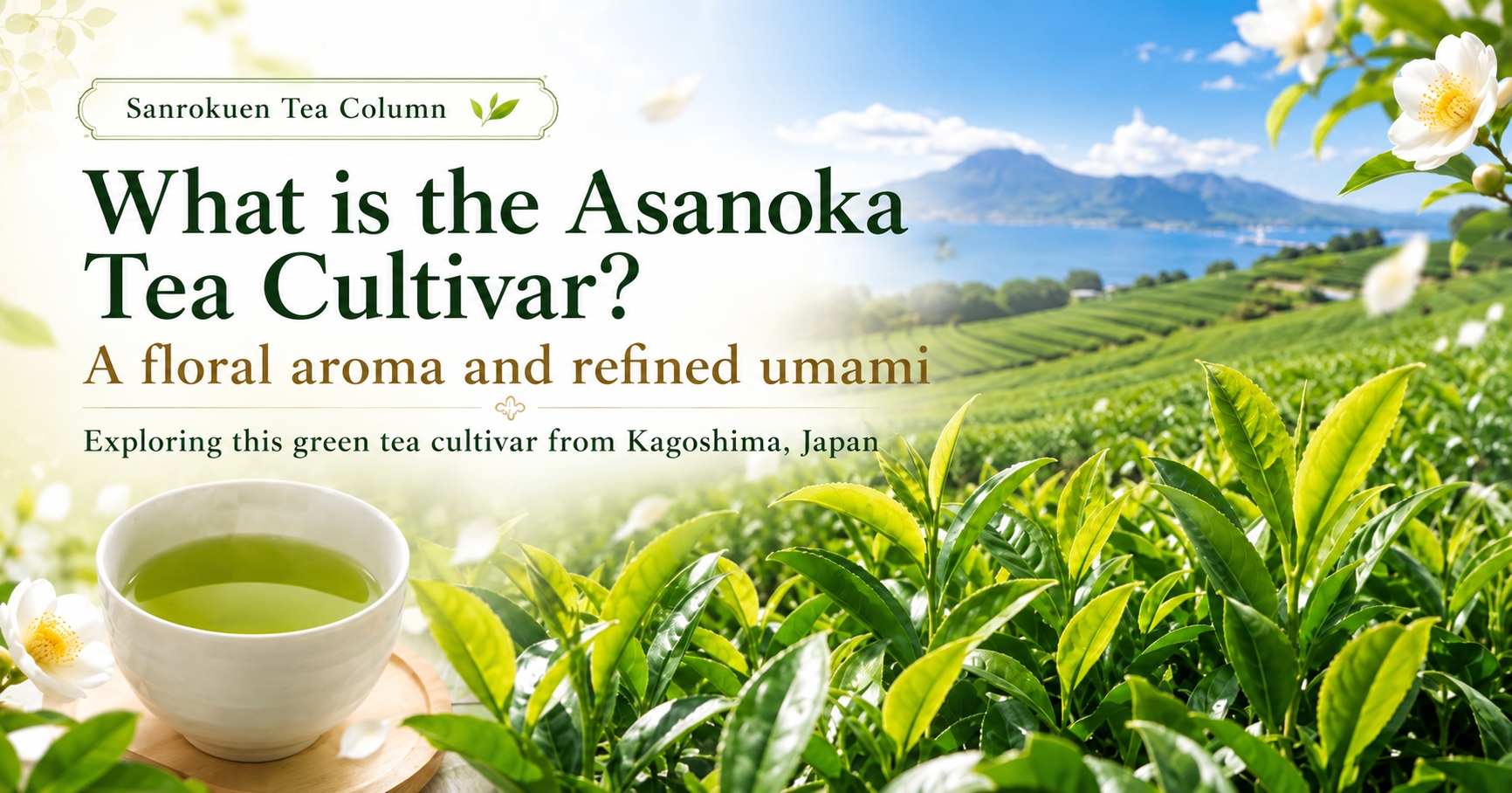 Asanoka tea cultivar from Kagoshima, Japan — floral aroma and refined umami