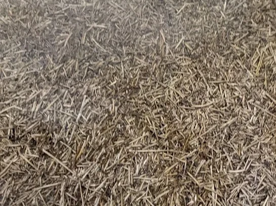 Freshly roasted hojicha with visible smoke immediately after roasting