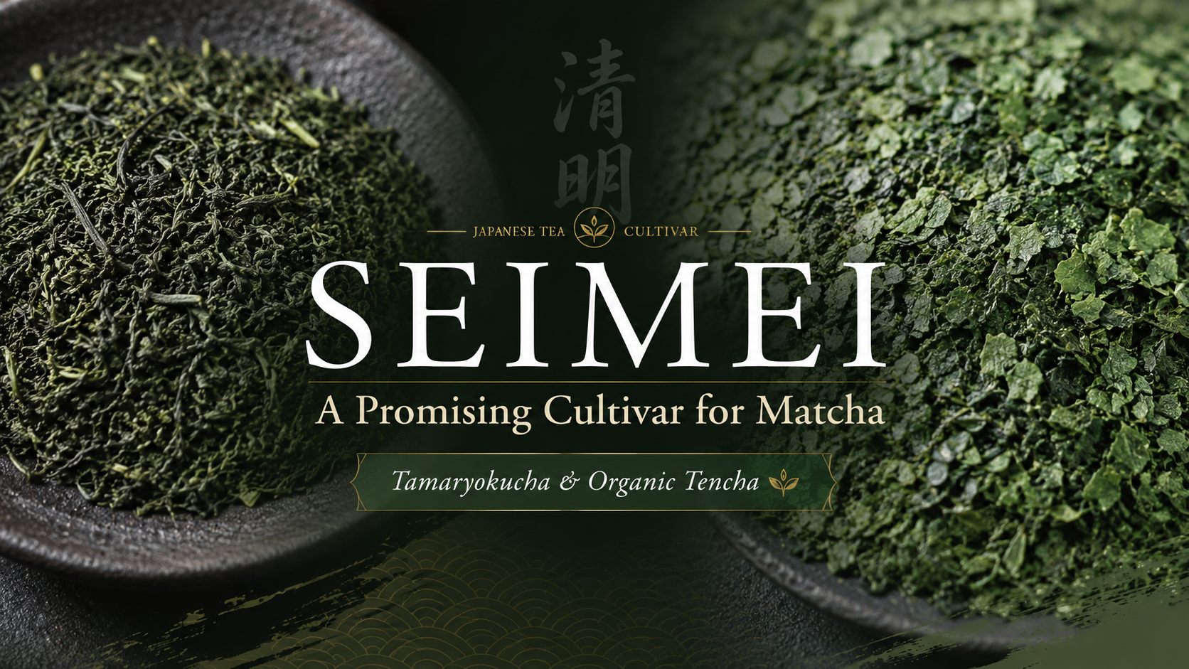 Editorial banner for the Seimei matcha cultivar article, featuring Seimei tamaryokucha and organic tencha.