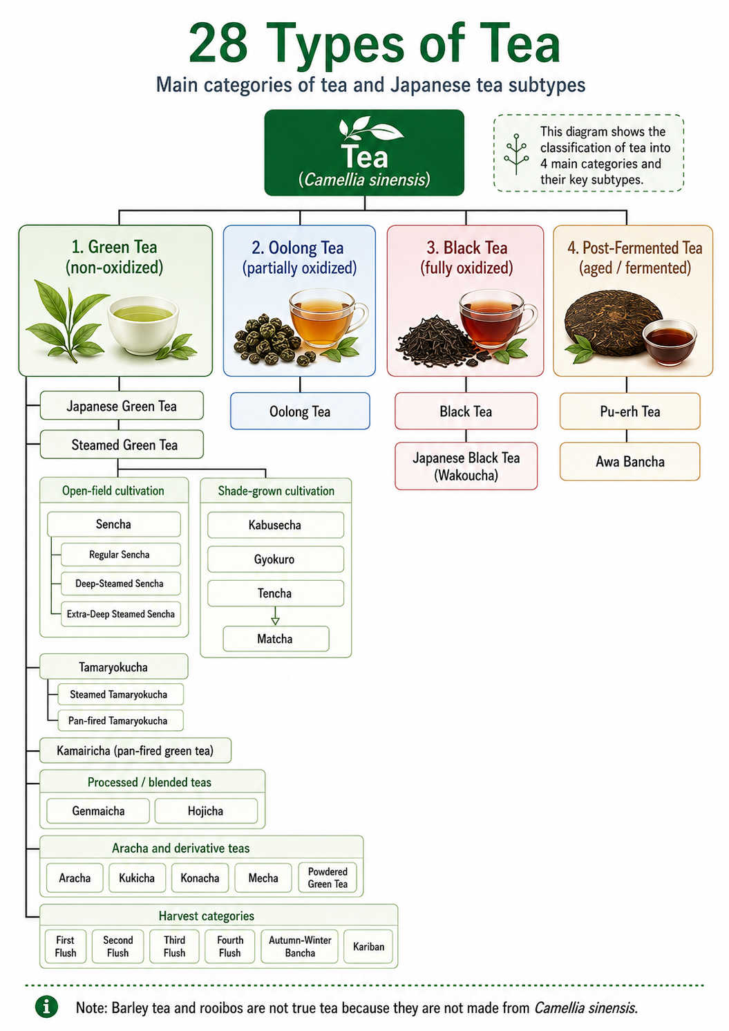 Classification chart showing 28 types of tea, including green tea, oolong tea, black tea and post-fermented tea