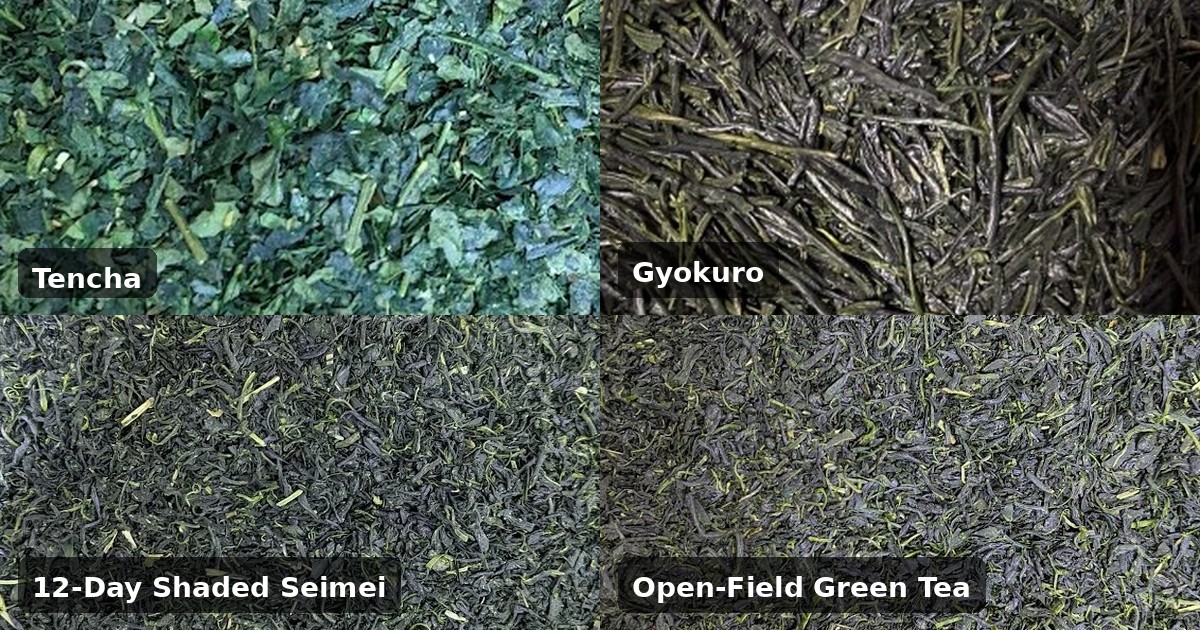 Real Japanese tea leaves: tencha, gyokuro, 12-day shaded Seimei tea, and open-field green tea