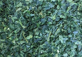 Actual tencha leaves before grinding into matcha, photographed by Sanrokuen