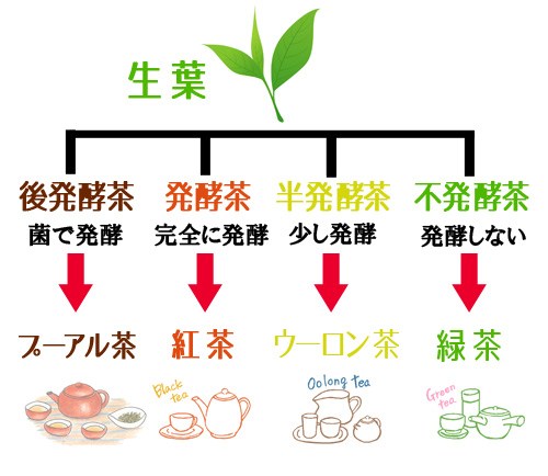 日本茶 紅茶 ウーロン茶他 実は同じ種類のお茶の木から作られる