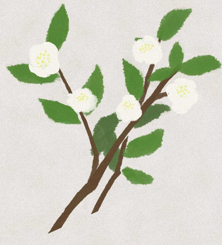 White flowers and green leaves of the Camellia sinensis tea plant