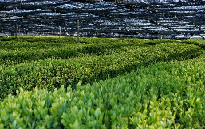 Tea field under shade covering for gyokuro cultivation
