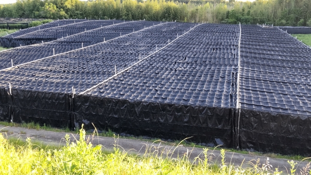Trellis-style shade covering over a Japanese tea field