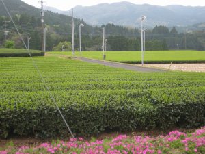 Mountain tea fields in Chiran, Kagoshima, a well-known Asatsuyu producing area