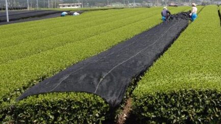 Japanese tea field being covered for shade cultivation