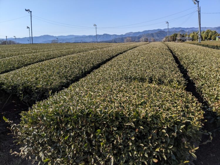 Field management in an organic tea garden in Kumamoto Japan