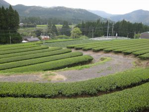 Tea fields in the Ushirodake area of Chiran, Kagoshima