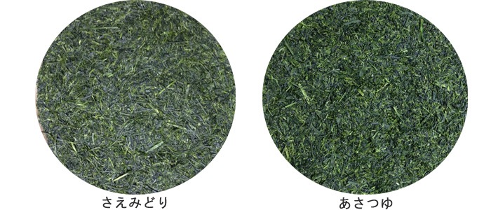 Comparison of Saemidori and Asatsuyu deep-steamed Japanese green tea leaves